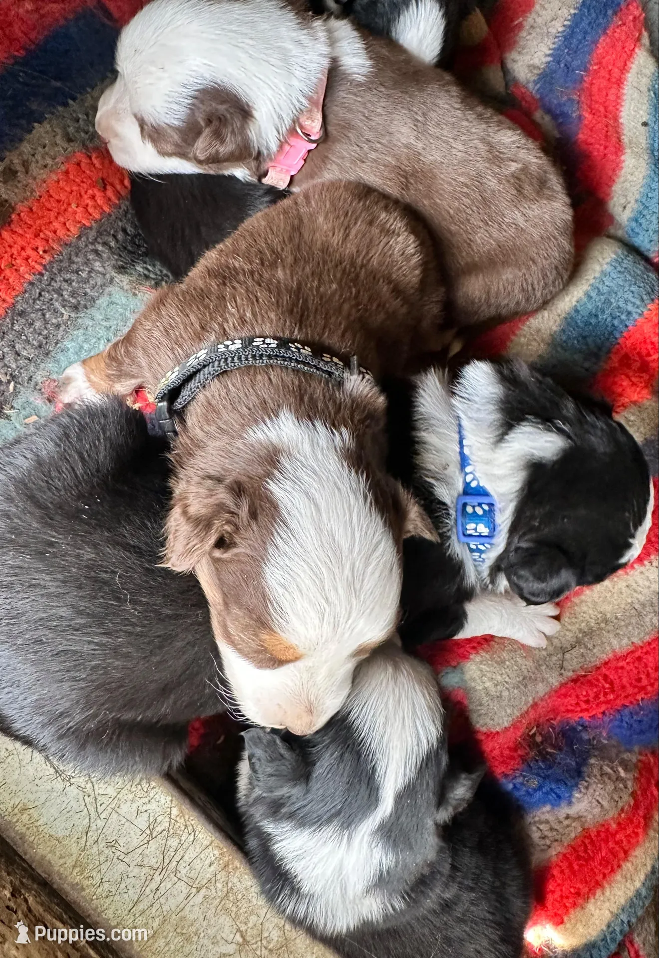 Black Tri Male - Blue, a male Toy Australian Shepherd for sale in Pine Knot, KY – Photo 2 of 5