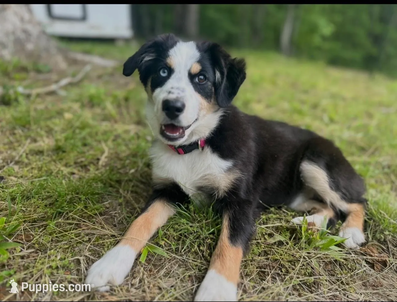 Black Tri Male - Blue, a male Toy Australian Shepherd for sale in Pine Knot, KY – Photo 3 of 5