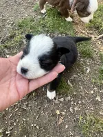 Black tri female - purple, a female Toy Australian Shepherd for sale in Pine Knot, KY – Photo 4 of 4
