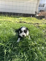 Black tri female - purple, a female Toy Australian Shepherd for sale in Pine Knot, KY – Photo 2 of 4