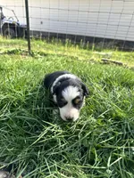 Black tri female - purple, a female Toy Australian Shepherd for sale in Pine Knot, KY – Photo 3 of 4
