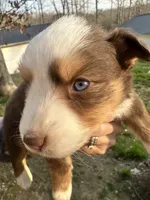 Red Tri Male - Black , a male Toy Australian Shepherd for sale in Pine Knot, KY – 1 of 5