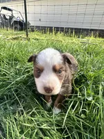 Red Tri Male - Black , a male Toy Australian Shepherd for sale in Pine Knot, KY – Photo 2 of 2