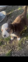 Red Tri Male - Black , a male Toy Australian Shepherd for sale in Pine Knot, KY – 5 of 5