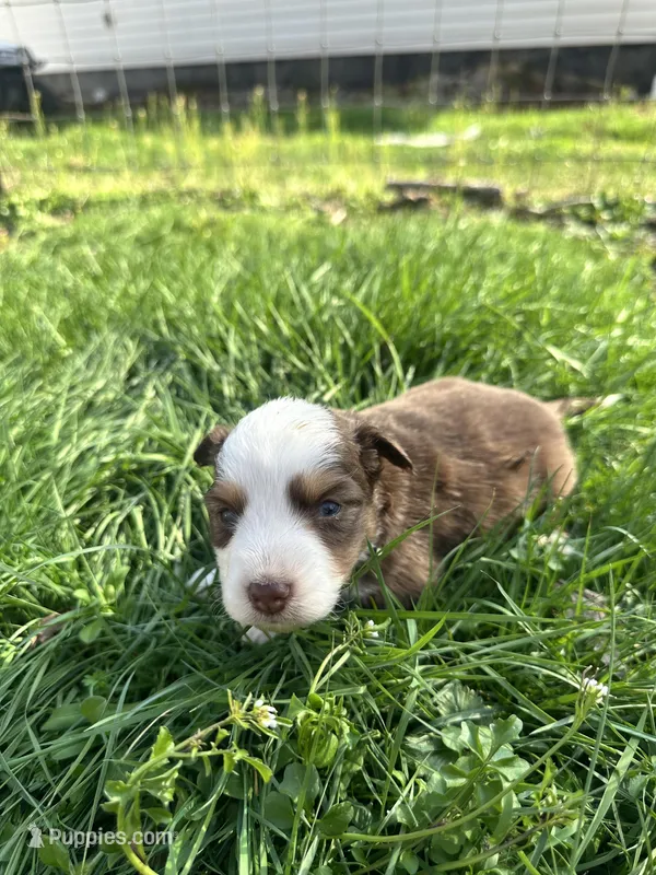 Red Tri Male - Black  – Toy Australian Shepherd puppy for sale in Pine Knot, KY