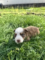 Red Tri Male - Black , a male Toy Australian Shepherd for sale in Pine Knot, KY – Photo 1 of 2