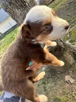 Red Tri Male - Black , a male Toy Australian Shepherd for sale in Pine Knot, KY – 4 of 5