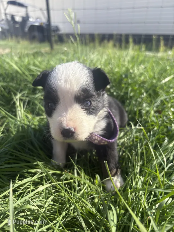 Black tri female -  – Toy Australian Shepherd puppy for sale in Pine Knot, KY