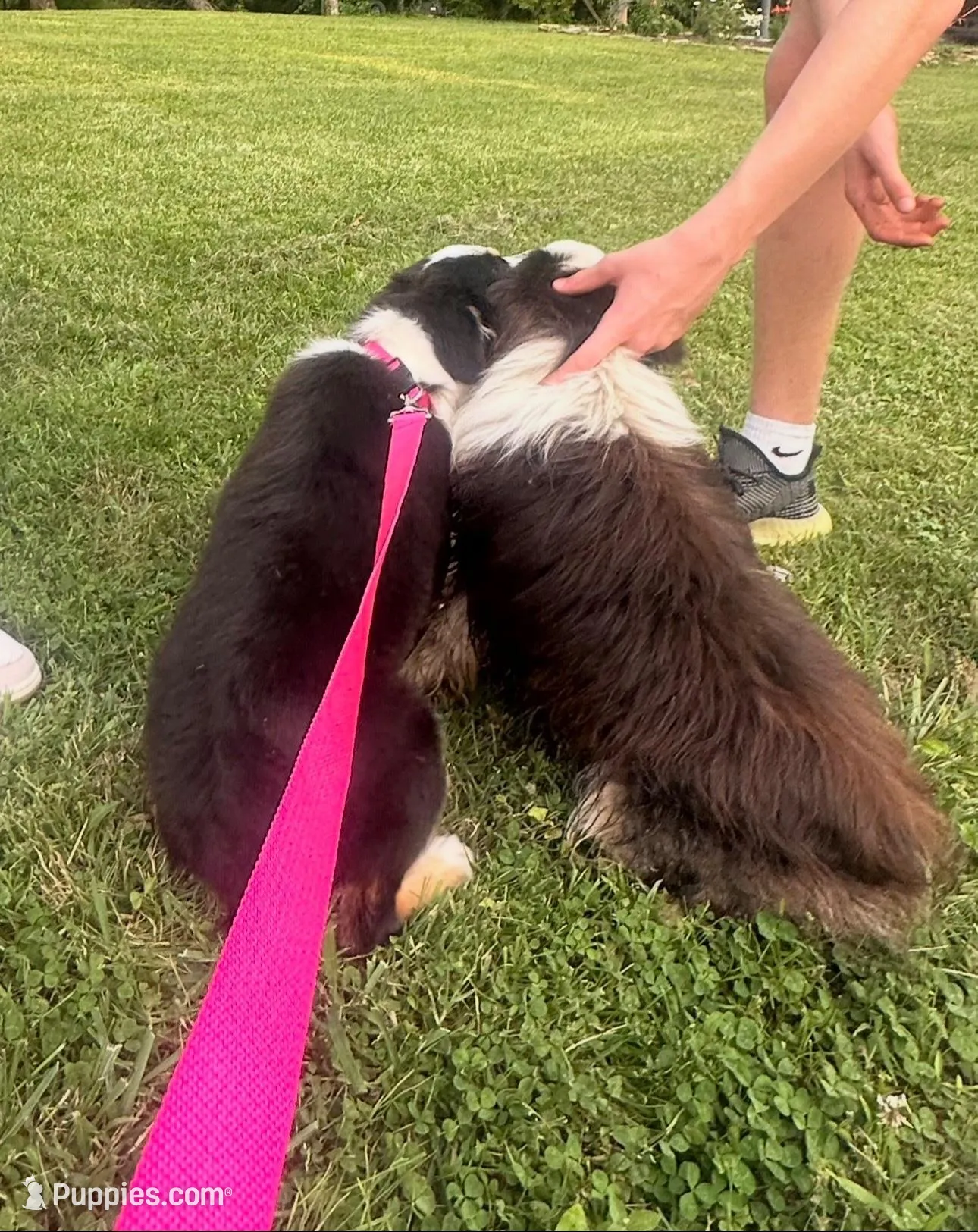 Black Tri Male - Blue, a male Toy Australian Shepherd for sale in Pine Knot, KY – Photo 4 of 5