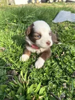 Red tri female - pink, a female Toy Australian Shepherd for sale in Pine Knot, KY – Photo 2 of 2