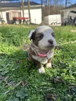 Red tri female - pink, a female Toy Australian Shepherd for sale in Pine Knot, KY – Photo 1 of 2