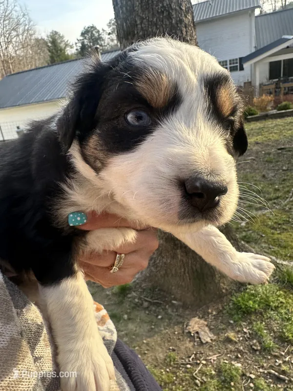 Black Tri Male - Blue – Toy Australian Shepherd puppy for sale in Pine Knot, KY