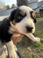 Black Tri Male - Blue, a male Toy Australian Shepherd for sale in Pine Knot, KY – 1 of 7