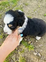 Black Tri Male - Blue, a male Toy Australian Shepherd for sale in Pine Knot, KY – 7 of 7