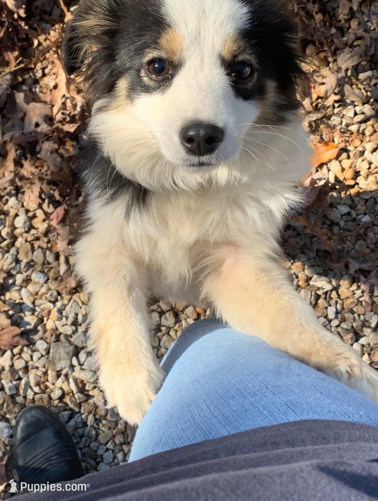 Black Tri Male - Blue, a male Toy Australian Shepherd for sale in Pine Knot, KY – Photo 5 of 5