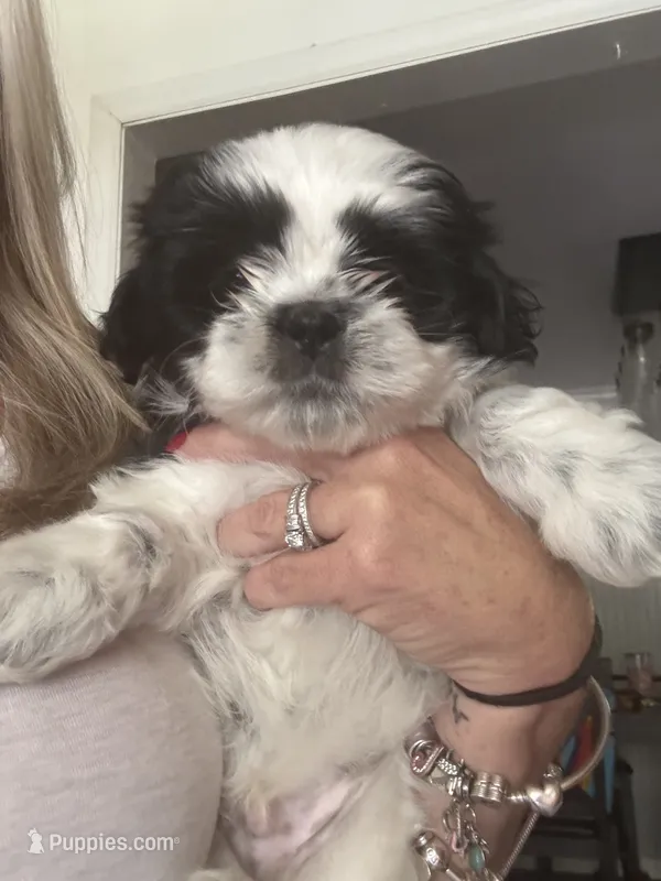 Male Shih Tzu  – Shih Tzu puppy for sale in Marion, NC