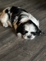 Male Shih Tzu , a male Shih Tzu for sale in Marion, NC – 2 of 3