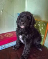 Austin , a male Goldendoodle for sale in Nashville, GA – Photo 4 of 4