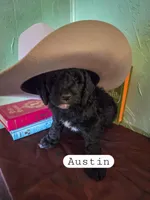 Austin , a male Goldendoodle for sale in Nashville, GA – Photo 3 of 4