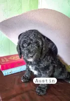 Austin , a male Goldendoodle for sale in Nashville, GA – Photo 2 of 4