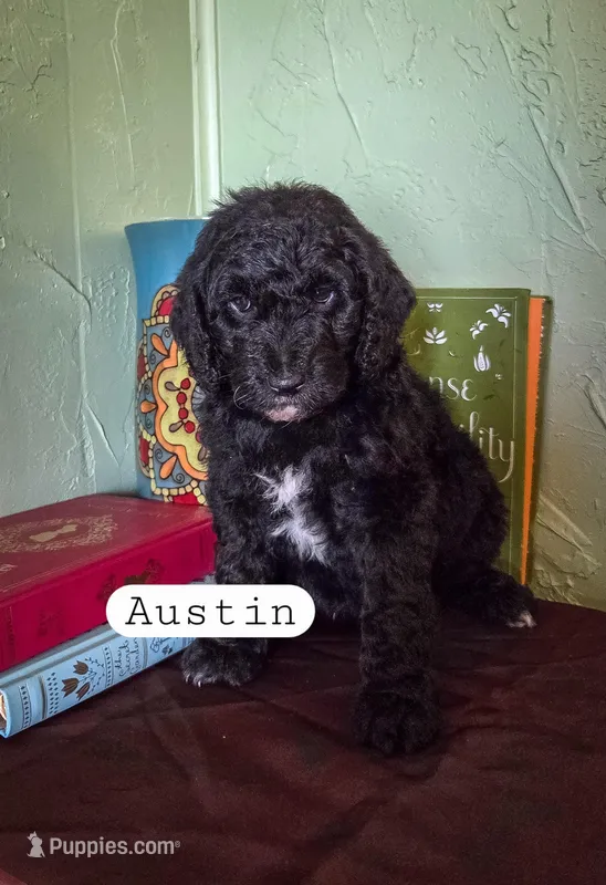 Austin  – Goldendoodle puppy for sale in Nashville, GA