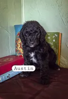 Austin , a male Goldendoodle for sale in Nashville, GA – Photo 1 of 4