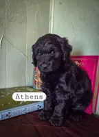 Athens, a female Goldendoodle for sale in Nashville, GA – Photo 1 of 3