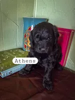 Athens, a female Goldendoodle for sale in Nashville, GA – Photo 2 of 3