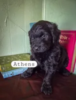 Athens, a female Goldendoodle for sale in Nashville, GA – Photo 3 of 3