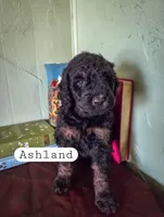 Ashland, a female Goldendoodle for sale in Nashville, GA – Photo 2 of 3