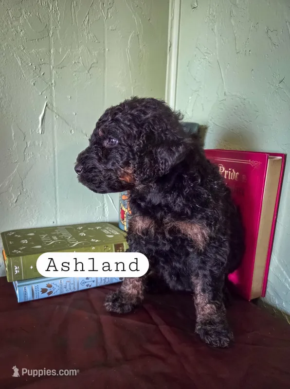 Ashland – Goldendoodle puppy for sale in Nashville, GA