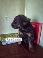 Ashland, a female Goldendoodle for sale in Nashville, GA – Photo 1 of 3