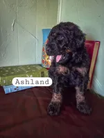 Ashland, a female Goldendoodle for sale in Nashville, GA – Photo 3 of 3