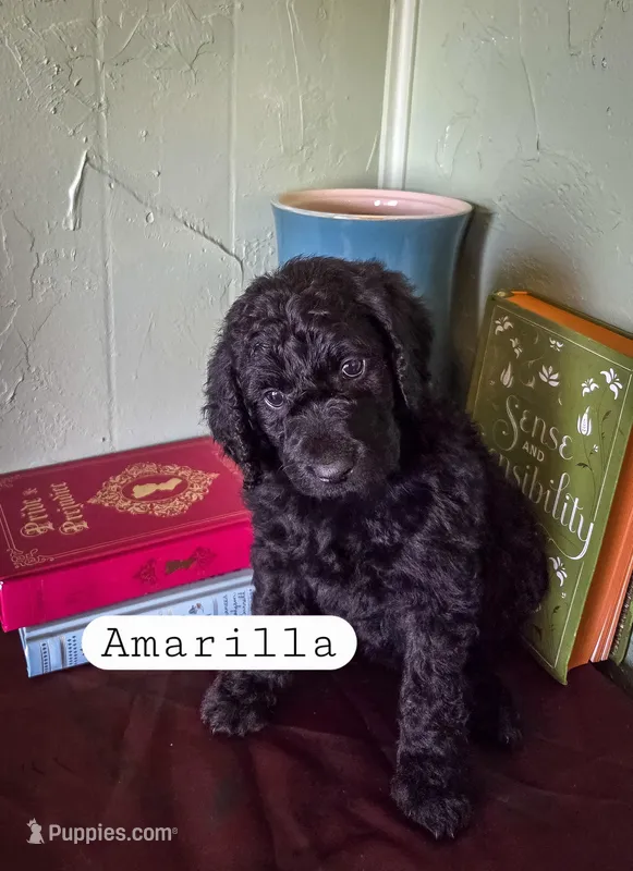 Amarilla  – Goldendoodle puppy for sale in Nashville, GA