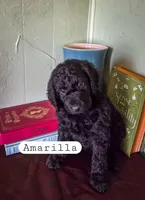 Amarilla , a female Goldendoodle for sale in Nashville, GA – Photo 1 of 3