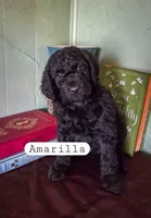 Amarilla , a female Goldendoodle for sale in Nashville, GA – Photo 3 of 3