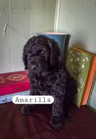 Amarilla , a female Goldendoodle for sale in Nashville, GA – Photo 2 of 3
