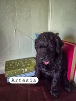 Artesia , a female Goldendoodle for sale in Nashville, GA – Photo 4 of 4