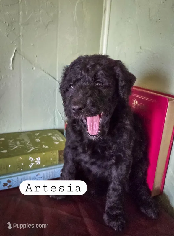 Artesia  – Goldendoodle puppy for sale in Nashville, GA