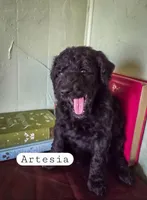 Artesia , a female Goldendoodle for sale in Nashville, GA – Photo 1 of 4