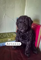 Artesia , a female Goldendoodle for sale in Nashville, GA – Photo 2 of 4