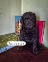 Artesia , a female Goldendoodle for sale in Nashville, GA – Photo 3 of 4