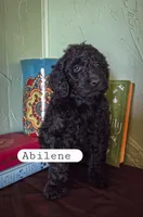 Abilene , a female Goldendoodle for sale in Nashville, GA – Photo 2 of 2