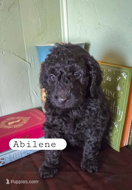 Abilene  – Goldendoodle puppy for sale in Nashville, GA