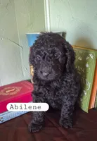 Abilene , a female Goldendoodle for sale in Nashville, GA – Photo 1 of 2