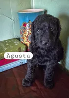 Agusta , a female Goldendoodle for sale in Nashville, GA – Photo 3 of 3