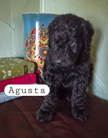 Agusta , a female Goldendoodle for sale in Nashville, GA – Photo 1 of 3