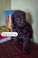 Agusta , a female Goldendoodle for sale in Nashville, GA – Photo 2 of 3