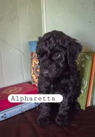 Alpharetta , a female Goldendoodle for sale in Nashville, GA – Photo 3 of 3