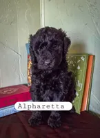 Alpharetta , a female Goldendoodle for sale in Nashville, GA – Photo 2 of 3